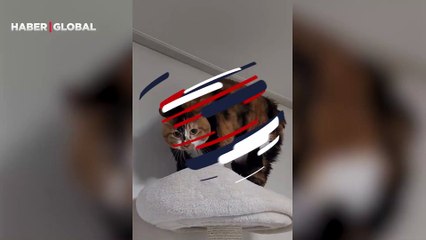 Kendi kendine söylenen kedinin görüntüleri izleyenleri gülümsetti