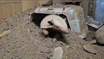 Twin baby armadillos born at Fife Zoo