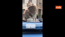 La gatta Romina, mascotte della Polizia, fa un giro sulla volante a Poggibonsi