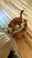 Cat Friends Calvin and Todd Say Hello