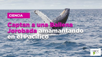 Captan a una Ballena Jorobada amamantando en el Pacífico