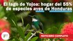 El lago de Yojoa: hogar del 55% de especies aves de Honduras | 576 | 14 al 20 de agosto de 2023