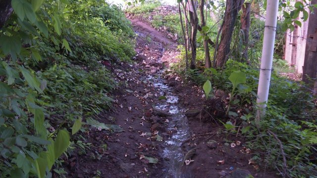 Cascada de aguas negras contamina en la colonia Palma Real