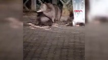 Anne ayı ile yavruları çöpten beslenirken görüntülendi