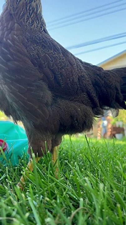 Pregnancy Announcement Blocked By Chicken