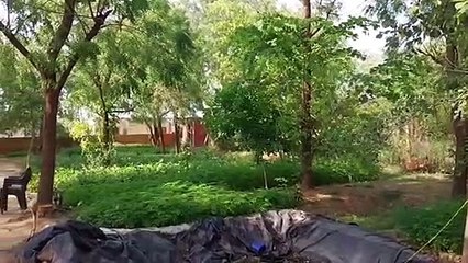 हरियाली में नागौर ने राजधानी सहित कई जिलों को छोड़ा पीछे