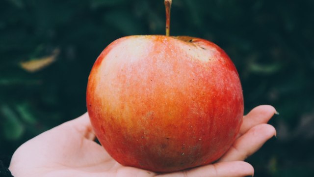 Your Guide to Apple Picking Season, Plus 7 Must-Know Apple Harvesting Tips