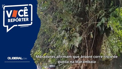 Moradores afirmam que árvore corre risco de queda na Marambaia