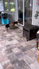 Boston Terrier Does a Running Sploot