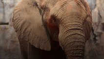 5 Incredible Facts About Elephants (World Elephant Day, August 12th)