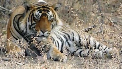 Video : बाघिन शर्मीली की चहल-कदमी, नए घर में कौन-कौन है, ले रही जायजा