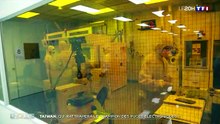 Taïwan : qui rattrapera le champion des puces électroniques ?