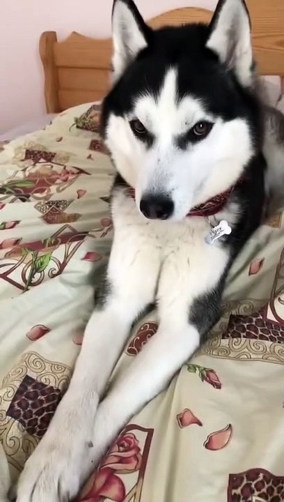 Manifestations Husky Sibérien sur le lit