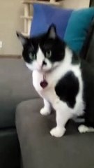 Cat Screams Over Puff Ball Catch