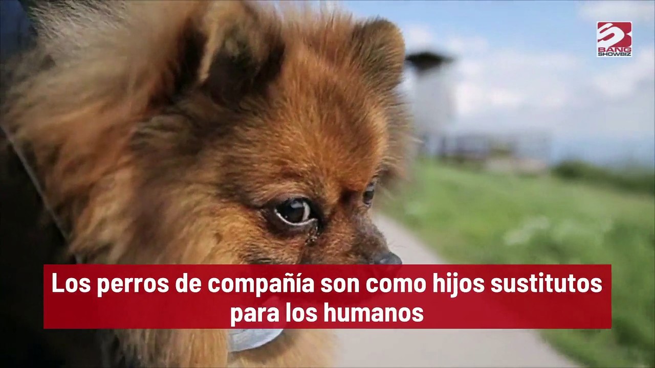 Los perros de compañía son como hijos sustitutos para los humanos