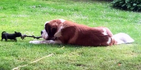 Un très gros chien et un tout petit chien jouent au tir à la corde