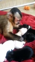 Monkey meets adorable puppies for the first time