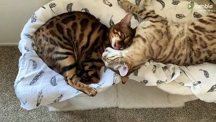 Kitty best friends simultaneously give each other tongue bath (2)