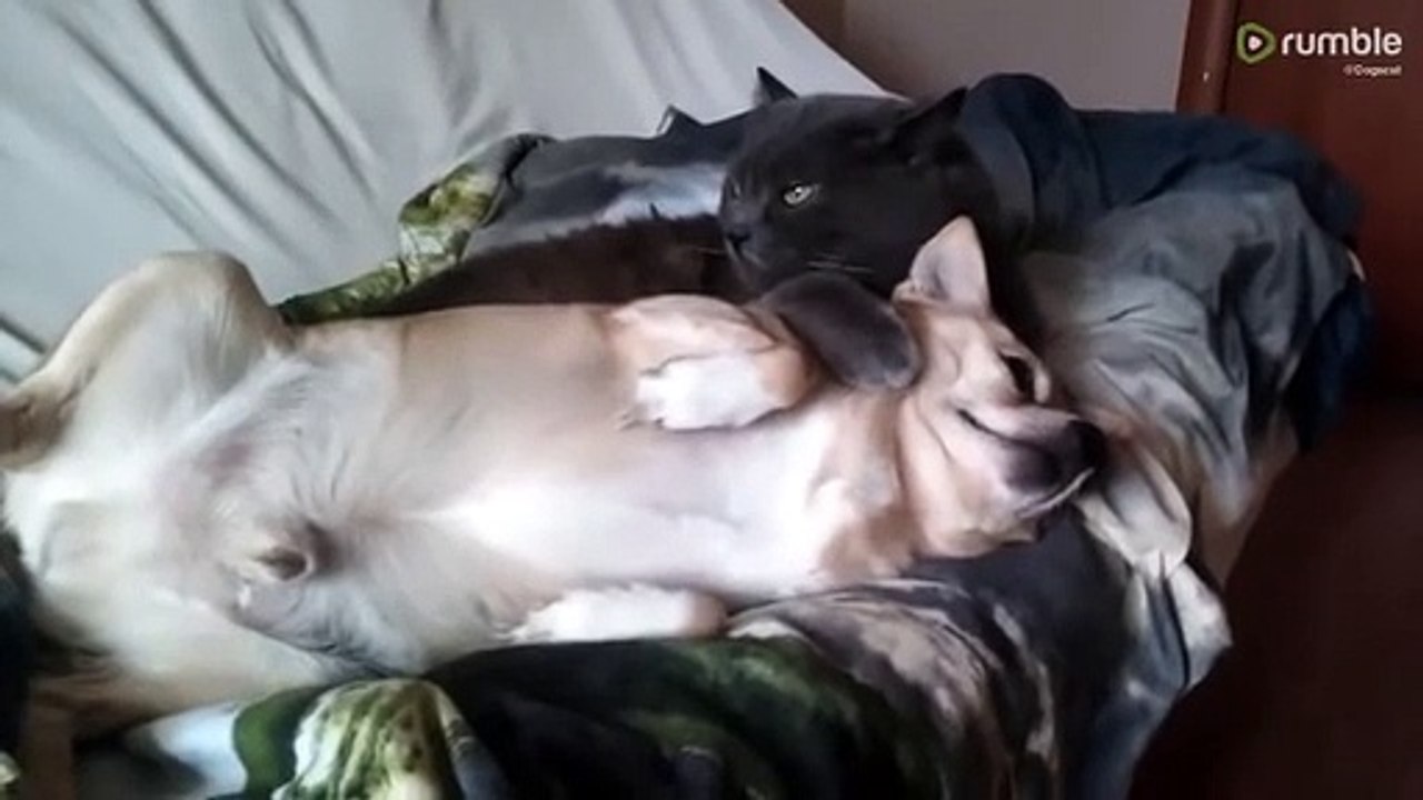 Cat and dog snuggle time will brighten your day