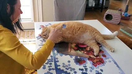 Watch this cat  help  his owner complete her puzzle