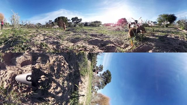Hang with Meerkats in the Kalahari Desert 360 Video