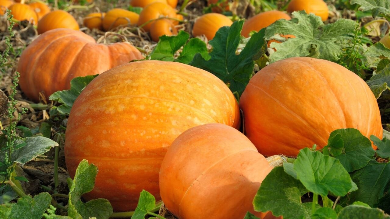 How Long Does It Take To Grow A Pumpkin?