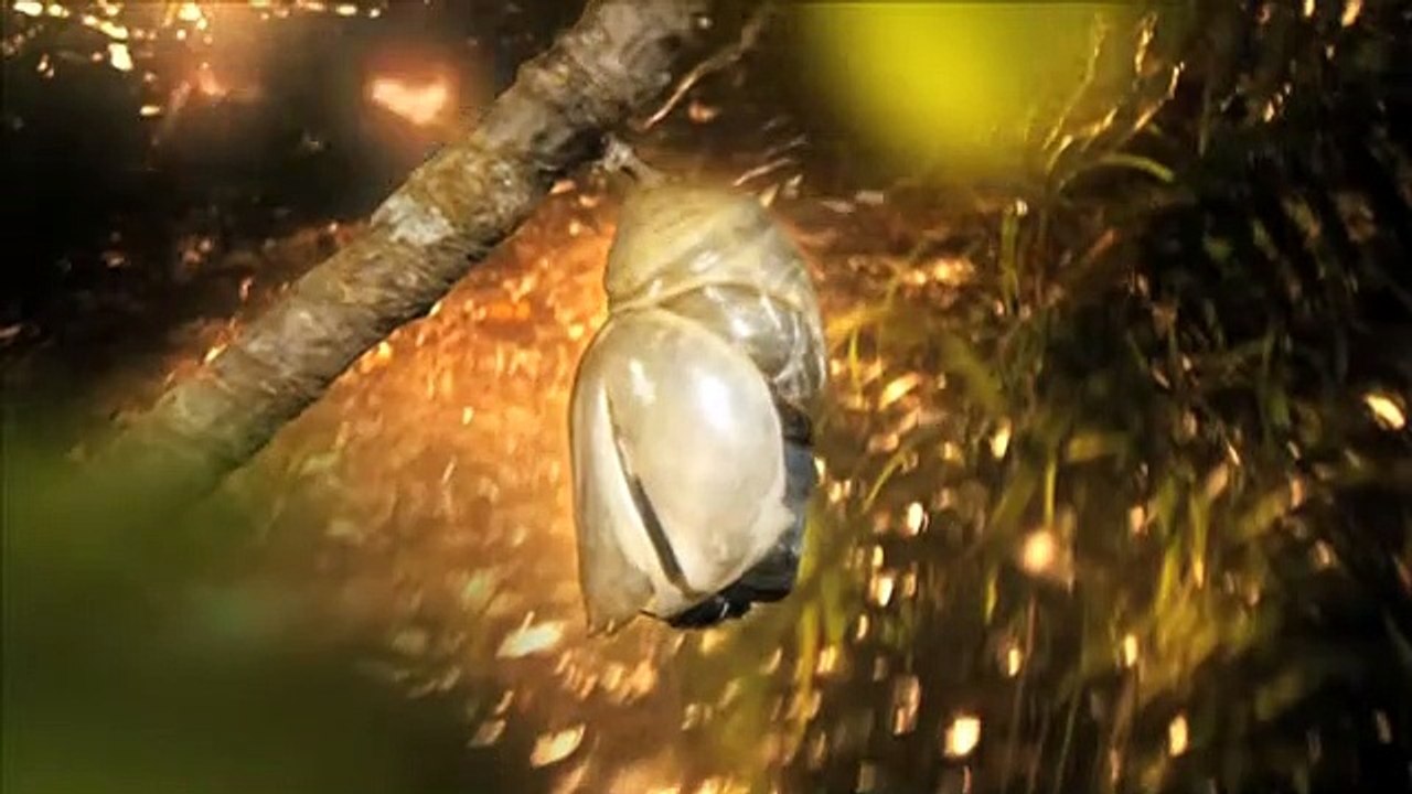 Massive Attack -  Psyche  feat. Martina Topley-Bird - Directed & Produced by John Downer