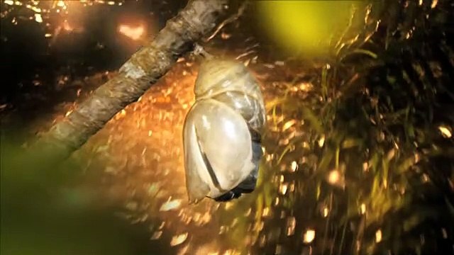 Massive Attack - Psyche feat. Martina Topley-Bird - Directed & Produced by John Downer