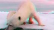 3D Cute Animals - Polar Bears (Ursus maritimus) - Mum & Baby Polar Bear In 3D Anaglyph