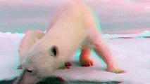 3D Cute Animals - Polar Bears (Ursus maritimus) - Mum & Baby Polar Bear In 3D Anaglyph