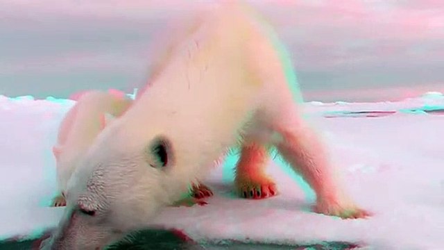 3D Cute Animals - Polar Bears (Ursus maritimus) - Mum & Baby Polar Bear In 3D Anaglyph