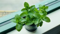 8 Essential Tips for Growing Mint Indoors