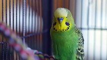 Disco the Talking Budgie - Outtakes (Pets Wild at Heart)