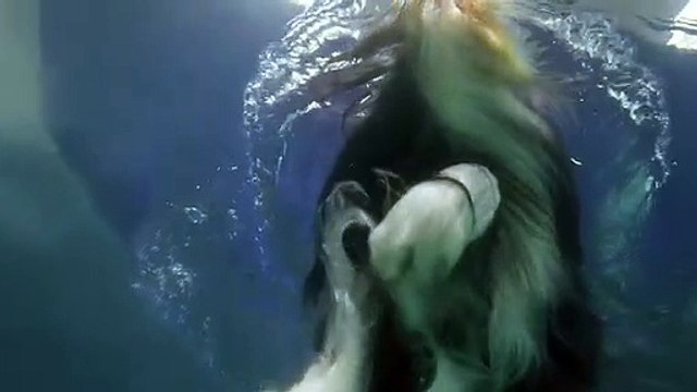 Slow Mo Underwater Diving Dogs - Pets Wild at Heart