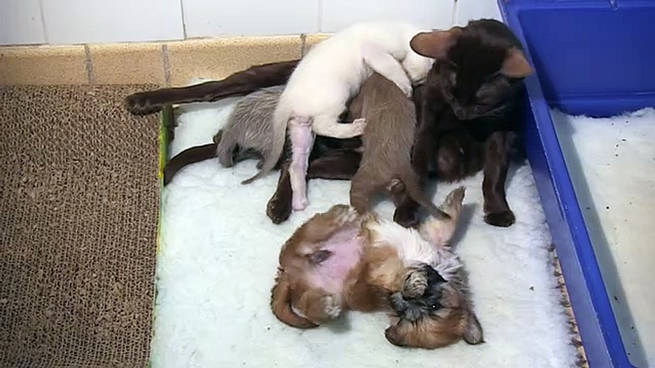 CAT ADOPTS PUPPY MUST SEE! ADORABLE. video Dailymotion