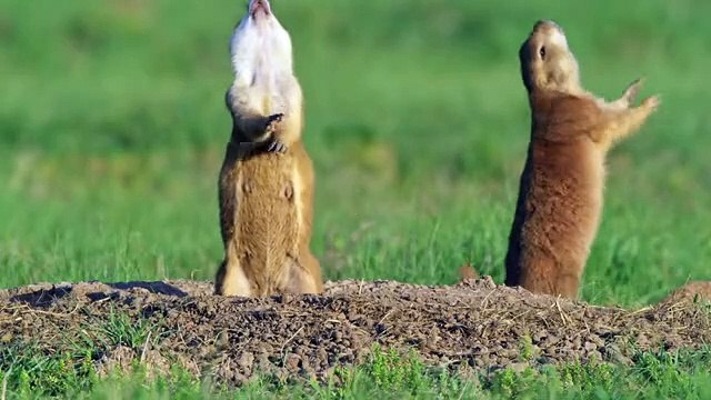 Robotic Animal Joins Kissing Prairie Dogs