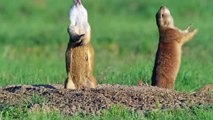 Robotic Animal Joins Kissing Prairie Dogs