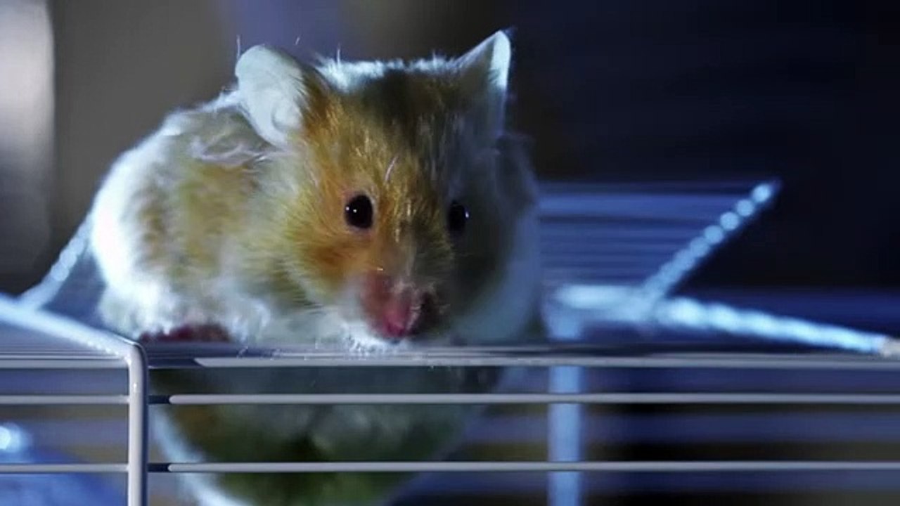 NINJA HAMSTER!