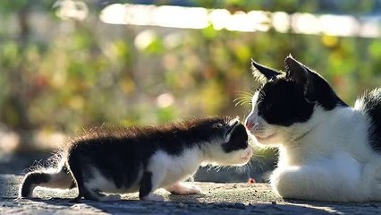 Cat Babysitting Fail! Happy CAT DAY!