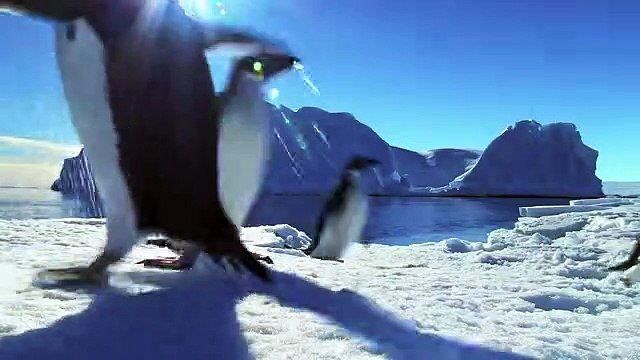 Funny Adélie Penguins take on Emperors! - 'Snow Chick' Kate Winslet