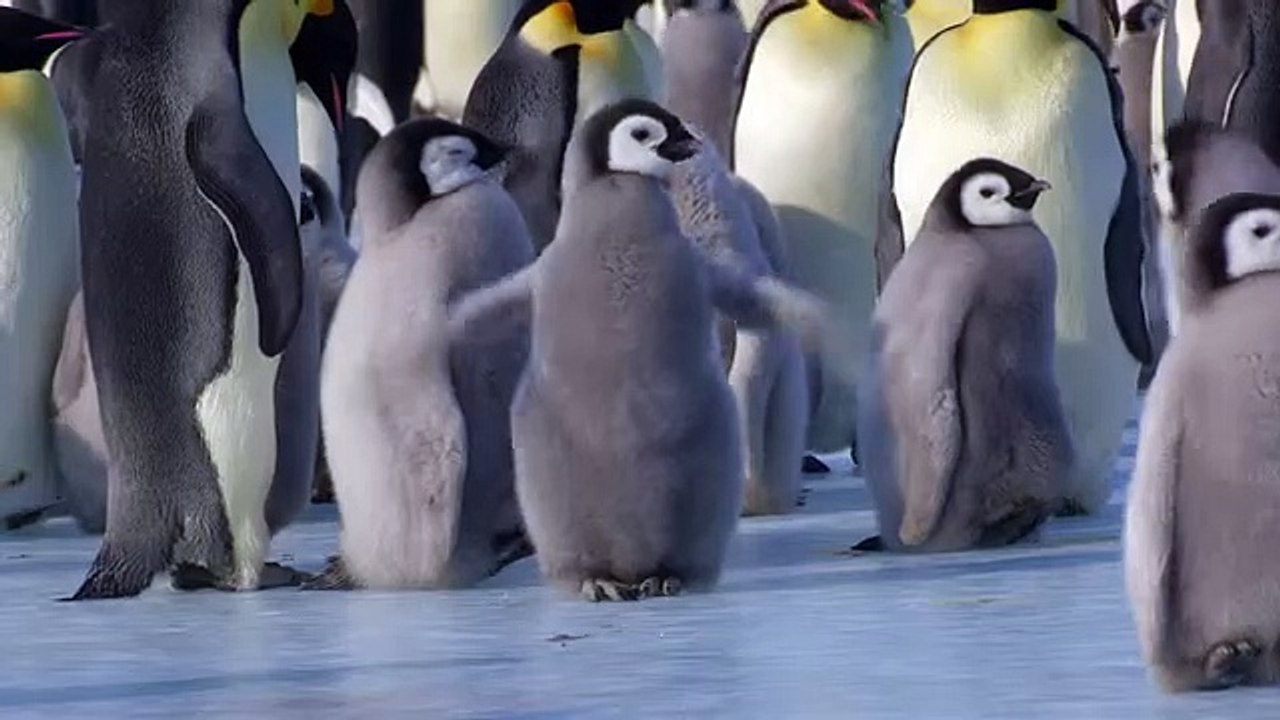 PENGUIN FAIL 2 !!!