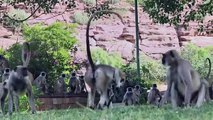 Langur Monkeys Grieve Over Robot Monkey