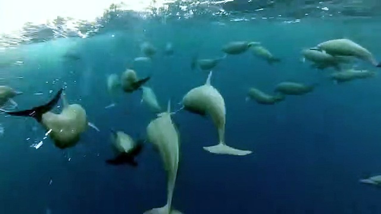 Awesome Spinner Dolphins filmed leaping by Spydolphin! - video Dailymotion