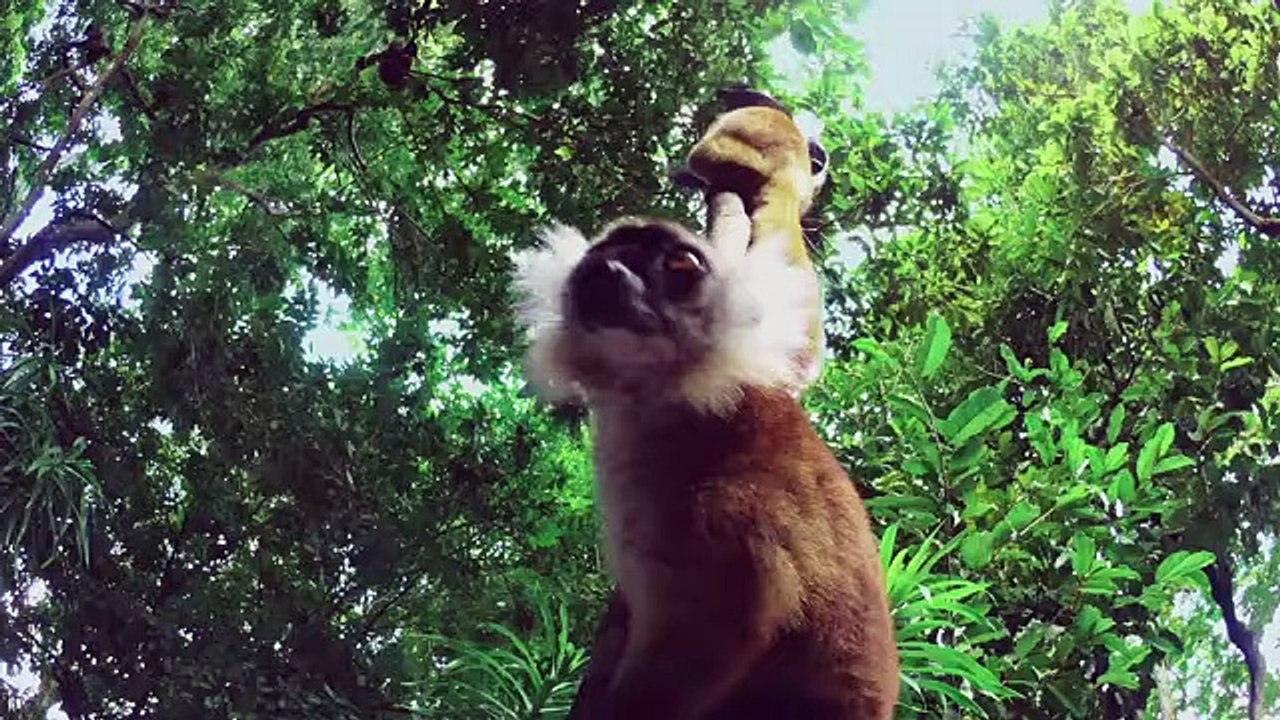 Lemurs get STONED!