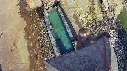 Monkey Learns to High Dive