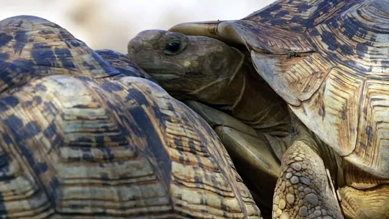 Tortoise gets frisky with our Spy Robot Tortoise