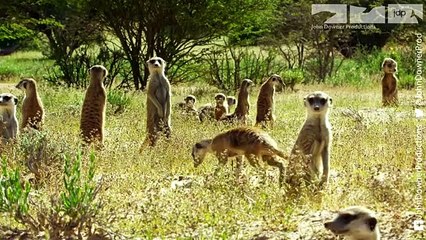 Robot Meerkat Babysits Cute Meerkat Babies