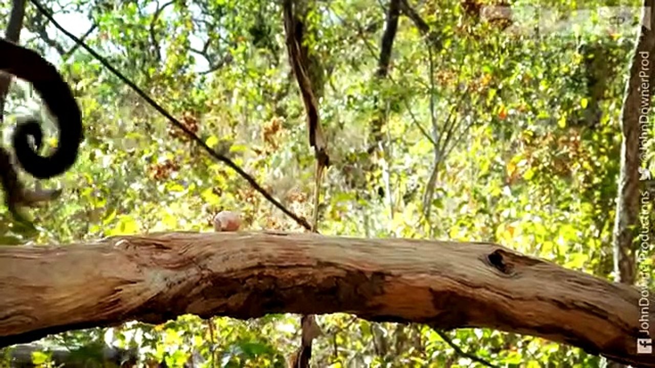 Monkey Cracks Nut - what could go wrong