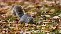 Squirrel Thief Steals Nut From Robotic Squirrel...but this isn't any normal nut!