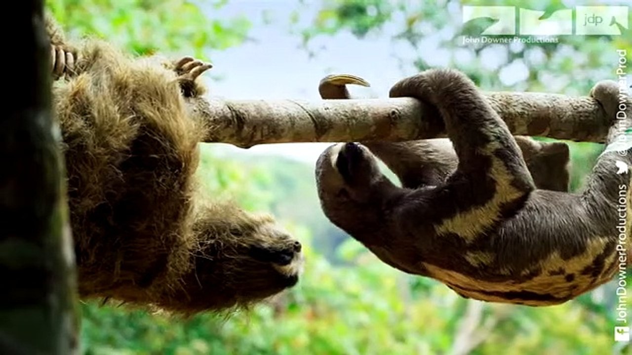 Robotic sloth's slow affair with a real sloth - video Dailymotion
